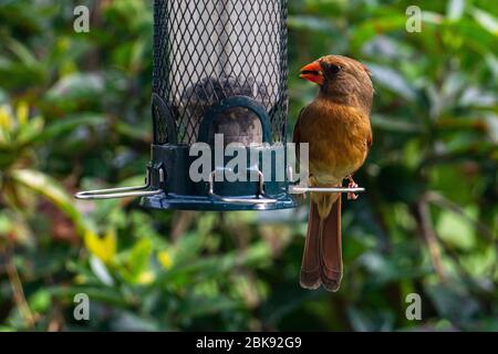 Cardinal brune (Cardinalis cardinalis) assise sur un mangeoire à oiseaux de cour Banque D'Images