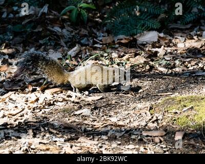 L'écureuil de Pallas, Callosciurus erythraeus, chasse pour la nourriture le long du sol forestier dans une forêt japonaise. Originaire d'autres régions d'Asie du Sud-est, Banque D'Images