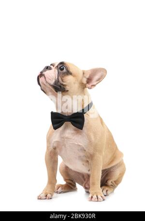 Mignon brun bouledog porter noeud noir papillon surprise et regardant sur le dessus isolé sur fond blanc, animal de compagnie et concept animal Banque D'Images