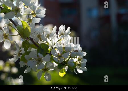 Branches d'arbres avec fleurs de prune sauvage.Fleurs blanches printanières sur un arbre avec des feuilles vertes sur un fond sombre. Banque D'Images