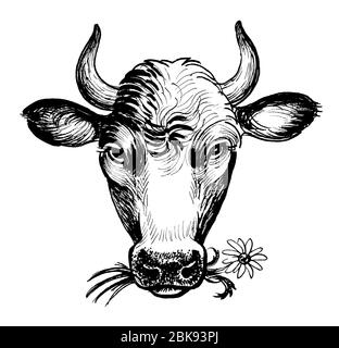 Vache mangeant la fleur. Encre noir et blanc Banque D'Images