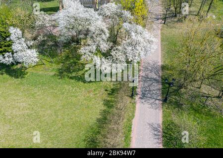 parc en saison de floraison des cerisiers en fleurs au printemps. vue aérienne en journée ensoleillée Banque D'Images