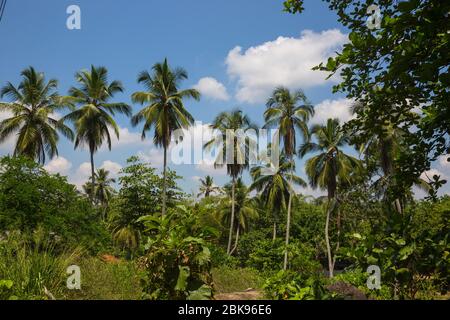 Plantation d'arbres de noix de coco, Negombo, Sri Lanka. Banque D'Images