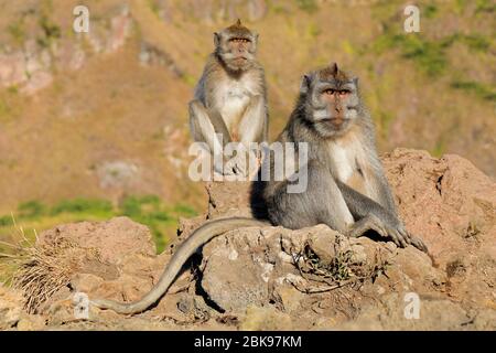 Singes balinais à queue longue (Macaca fascicularis) assis sur des rochers, Ubud, Bali, Indonésie Banque D'Images