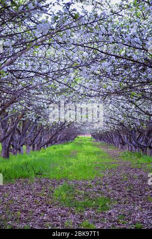 Fleurs blanches sur les vieux arbres fruitiers Apple dans le verger au début du printemps. Rangée d'arbres de pomme avec herbe verte et à Provo Utah, États-Unis. Banque D'Images