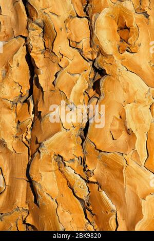 Fond étroit de l'écorce jaune de papier d'un arbre de quois (Aloe dichotoma), Afrique australe Banque D'Images