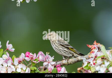Un pin de siskin ' Spinus pinus ' perche sur une branche d'un cerisier à fleurs. Banque D'Images