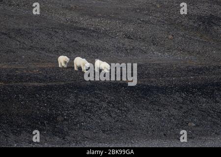 Famille d'ours polaires, marchant jusqu'à l'océan Banque D'Images