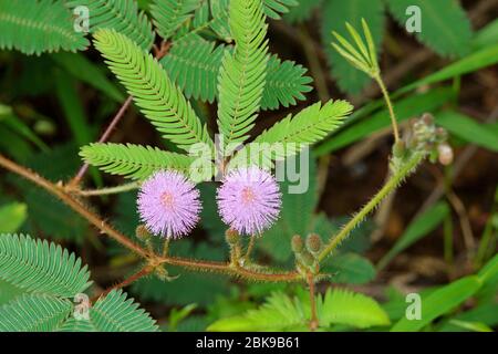 Fleur de mimosa au pudica rose. Fleurs rurales Banque D'Images