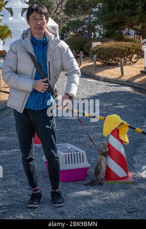 Homme japonais avec un Ferret en plomb Banque D'Images
