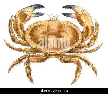 Crabe comestible / Cancer pagurus / Taschenkrebs (, ) Banque D'Images