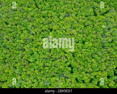 Arrière-plan abstrait de l'arbre dans la vue de dessus de la forêt. Banque D'Images