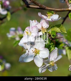 Belles fleurs sur le pommier, fruits à fleurs des pommes au printemps. Banque D'Images