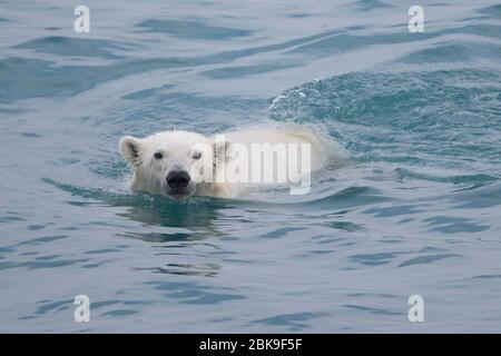 Ours polaire, natation Banque D'Images