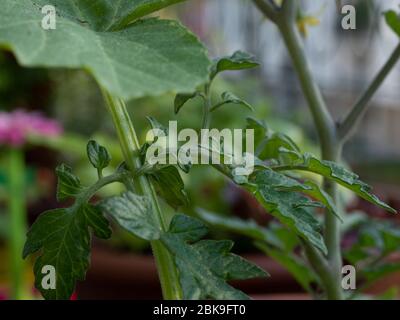culture de légumes sur balcon de la ville appartement en pots, la plante de tomate pressent la plante de zucchini, fallacée dans l'amour Banque D'Images