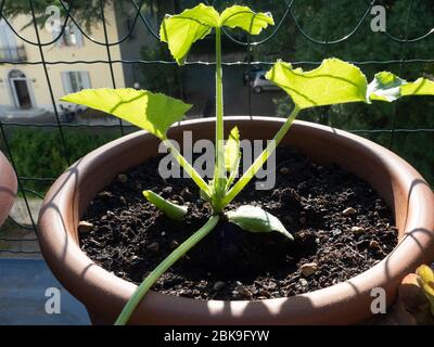 culture de légumes sur balcon de la ville appartement en pots Banque D'Images