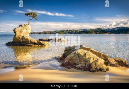 Mer bleue aux formes de roche jaune, arbre unique, Tinline Bay, Abel Tasman Coastal Track, parc national Abel Tasman, Takaka, Tasman, île du Sud Banque D'Images