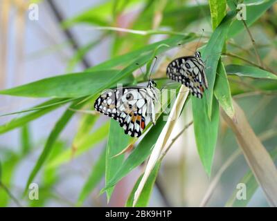 Deux magnifiques papillons de tilleul, un papillon de citron ou une queue d'allowtail à damier (Papilio démoléeus) sur un arbre en bambou Banque D'Images