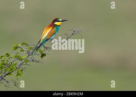 Européen des abeilles (Merops apiaster), perché sur un buisson dans l'est de la Géorgie. Banque D'Images