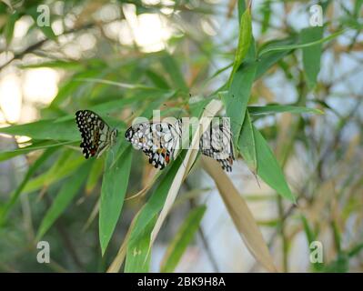 Trois magnifiques papillons de tilleul, un papillon de citron ou une queue d'allowtail à damier (Papilio démoléeus) sur l'arbre de bambou près de la clôture Banque D'Images