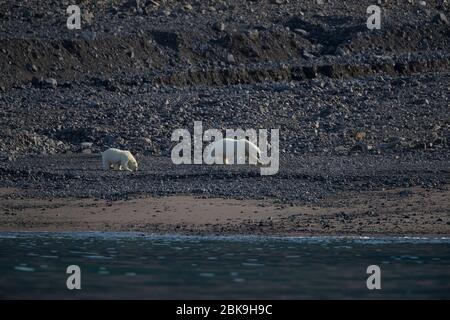 Ours polaires sur l'île d'Ellesmere, Canada Banque D'Images