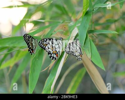 Magnifique papillon à la chaux, papillon au citron ou queue d'allowtail à damier (Papilio démoléeus) sur l'arbre en bambou Banque D'Images