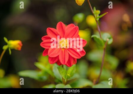 Dahlia 'évêque de Llandaff' fleur. Banque D'Images