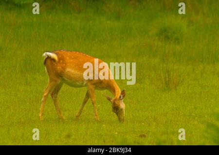 New Forest Deer au sanctuaire de Bolderwood Deer Banque D'Images