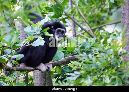 Gibbon LAR ou gibbon pour les mains blanches (Hylobates lar) Banque D'Images