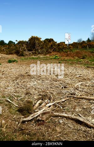 Récemment, couper des gorses, une partie de la gestion pour enlever les vieux buissons et l'arrêter envahir l'habitat des landes, Kings Standing, Ashdown Forest, East Sussex, Royaume-Uni Banque D'Images