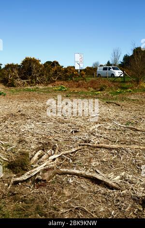 Récemment, couper des gorses, une partie de la gestion pour enlever les vieux buissons et l'arrêter envahir l'habitat des landes, Kings Standing, Ashdown Forest, East Sussex, Royaume-Uni Banque D'Images