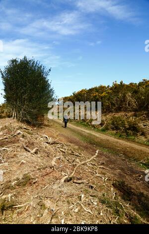 Récemment, couper des gorses, une partie de la gestion pour enlever les vieux buissons et l'arrêter envahir l'habitat des landes, Ashdown Forest, East Sussex, Angleterre Banque D'Images