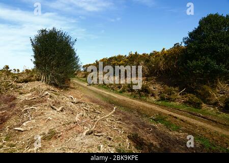 Récemment, couper des gorses, une partie de la gestion pour enlever les vieux buissons et l'arrêter envahir l'habitat des landes, Ashdown Forest, East Sussex, Angleterre Banque D'Images