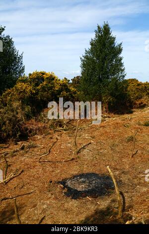 Des embers de feu et récemment couper des gorses et des bsaulen, une partie du plan de gestion pour les empêcher d'envahir l'habitat des landes, la forêt Ashdown, East Sussex, Royaume-Uni Banque D'Images