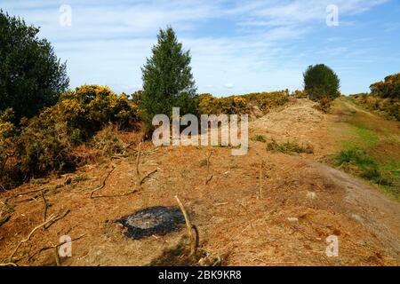 Des embers de feu et récemment couper des gorses et des bsaulen, une partie du plan de gestion pour les empêcher d'envahir l'habitat des landes, la forêt Ashdown, East Sussex, Royaume-Uni Banque D'Images