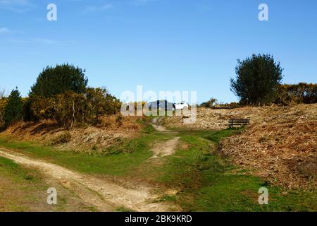 Récemment, couper les gorses et les saubens, une partie de la gestion pour enlever les vieux buissons et les arrêter envahir l'habitat des landes, la forêt d'Ashdown, East Sussex, Angleterre Banque D'Images