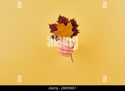 Femme tenant un bouquet de feuilles d'automne sur fond jaune espace de copie Banque D'Images