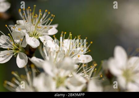 Grappes de fleurs sur un buisson aubépine, nom latin Crataegus monogyna, floraison au printemps. Banque D'Images