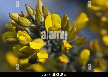 Fleurs printanières sur la salle commune, nom latin Cytisus scoparius. Hampshire Heathland, printemps. Banque D'Images