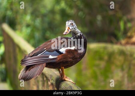 Le sifflement des canards ou canards arbre couleur marron avec la tête blanche avec speck noir debout sur un perchoir dans la forêt tropique. Libre Banque D'Images