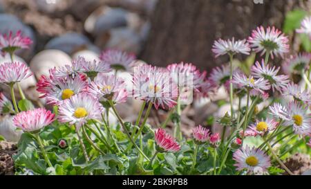 Gerbera Marguerite fleurit dans le jardin, Bellis perennis Banque D'Images