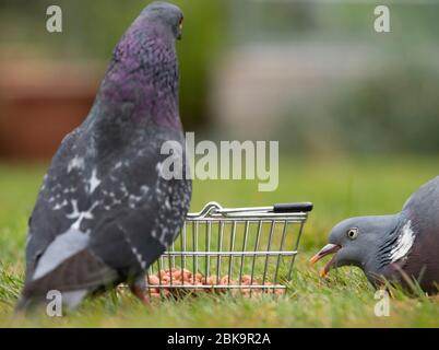 Les pigeons se nourrissent d'un convoyeur de noix de terre sur une pelouse de jardin de banlieue à Londres, au Royaume-Uni, à l'occasion de la journée internationale Dawn Chorus Banque D'Images