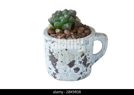 petit mignon succulent planté sur un bol en céramique isolé sur fond blanc Banque D'Images