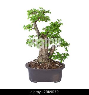 Très vieux yamadori Ulmus procera isolé sur blanc, l'orme de champ anglais commun planté dans le pot japonais en céramique Banque D'Images