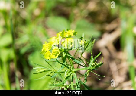 sphèce de cyprès en fleurs euphorbia cyparissias Banque D'Images