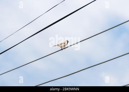 Oiseau d'arrow commun assis sur le fil Banque D'Images