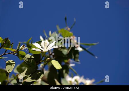 Fleur blanche délicate d'un arbre Bauhinia près du feuillage vert contre un ciel bleu Banque D'Images