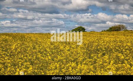 Champs de fleurs de Rapseed, West Sussex Banque D'Images