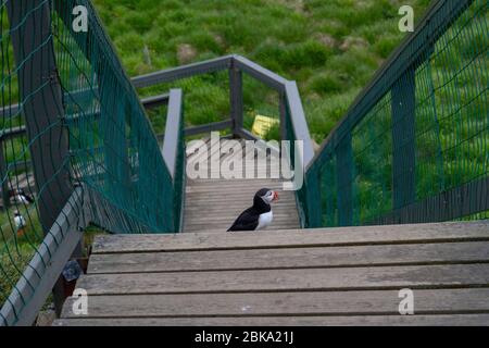 Un macareux de l'atlantique (Fratercula arctica) sur l'escalier touristique à Borgarfjarðarhöfn, au nord-est de l'Islande. Banque D'Images