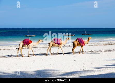 Chameaux À Diani Beach - Galu Beach - Au Kenya, En Afrique Banque D'Images